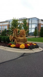 Commercial Landscape Mums Minneapolis